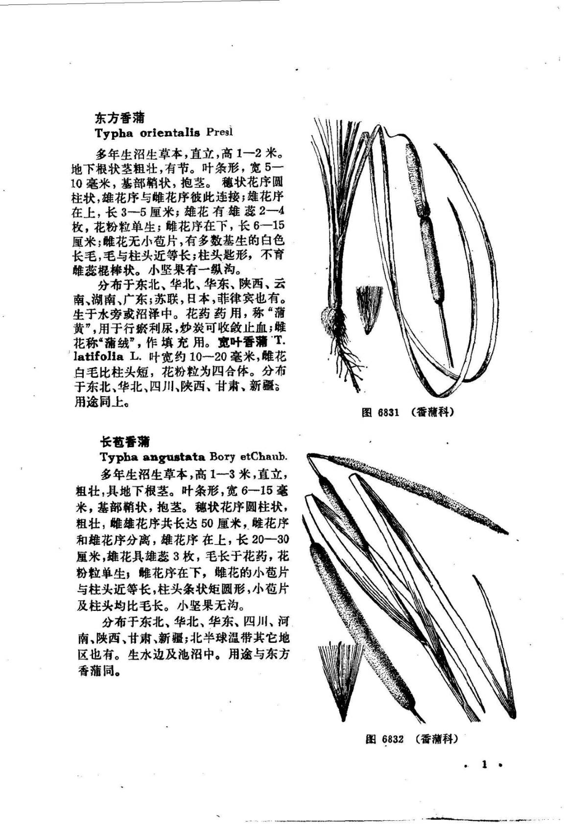中国高等植物图鉴 第五册 Iconographia Cormophytorum Sinicorum Tomus Ⅴ