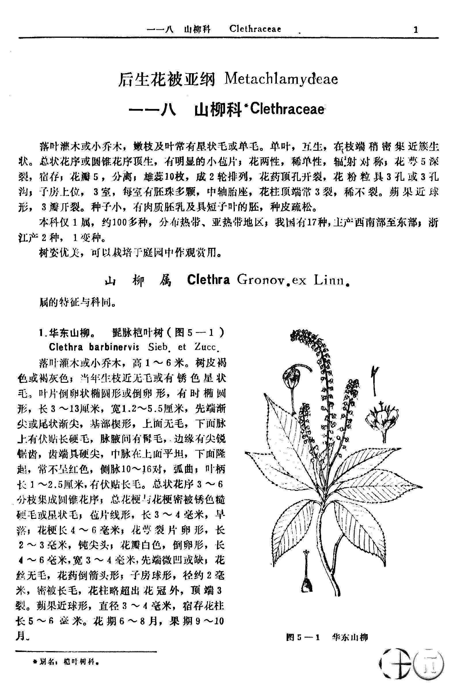 浙江植物志 第五卷 山柳科—茄科