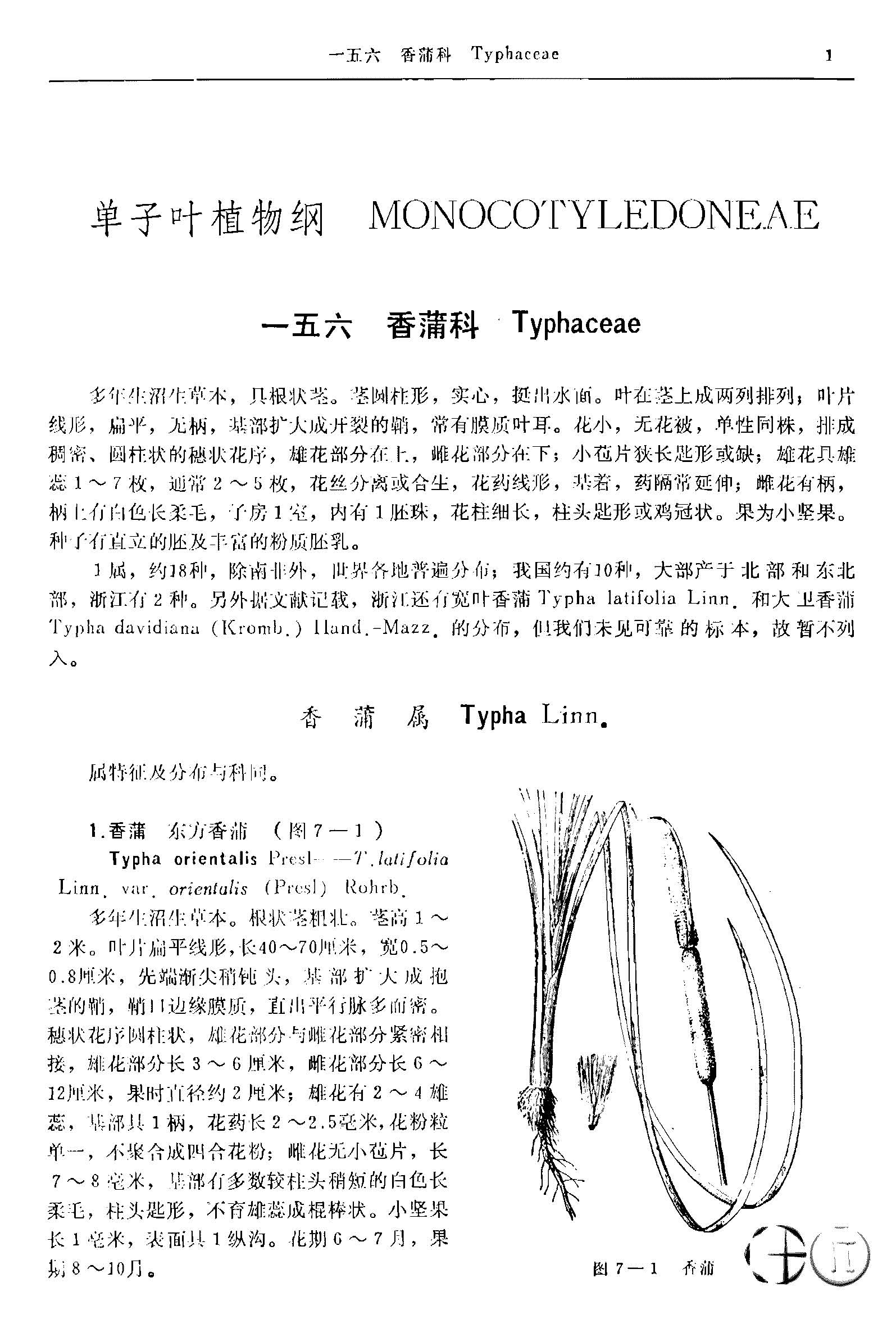 浙江植物志 第七卷 香蒲科—兰科