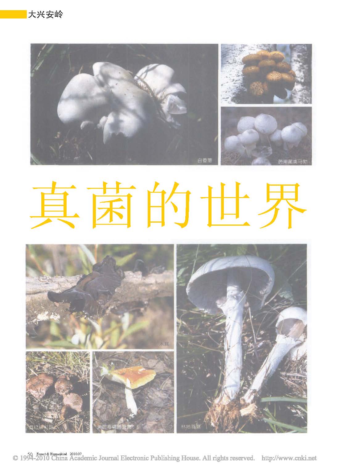 大兴安岭 真菌的世界